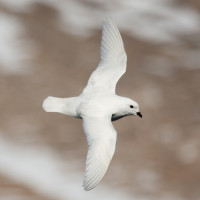 Snow Petrel